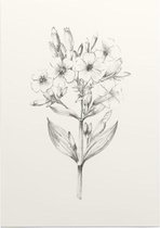 Zeepkruid zwart-wit Schets (Soapwort) - Foto op Posterpapier - 29.7 x 42 cm (A3)