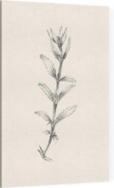 Rozentak zwart-wit Schets (Rose Branch) - Foto op Canvas - 40 x 60 cm