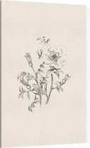 Duinroos zwart-wit Schets (Burnet-Leaved Rose) - Foto op Canvas - 60 x 90 cm