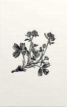 Sibbaldia Procumbens zwart-wit (Procumbent Sibbaldia) - Foto op Forex - 60 x 90 cm