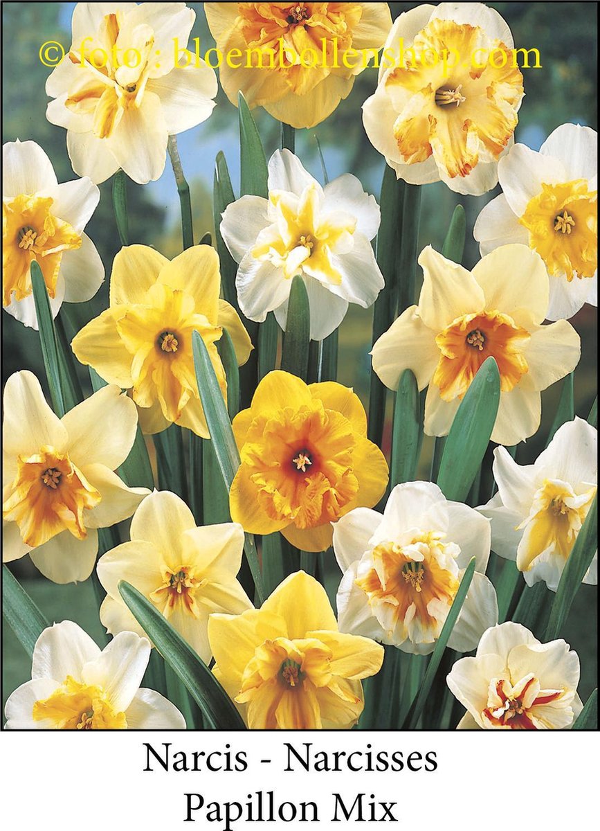 narcis Papillon Mix 20 bollen maat 14/16