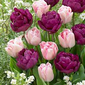 20x Tulipa 'Ballroom Blossom' - Tulpenbollen roze paars - 20 bloembollen  ca. Ø-10cm