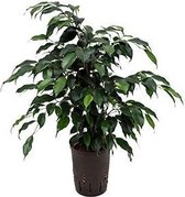 Philodendron Emerald mosstok | Philodendron