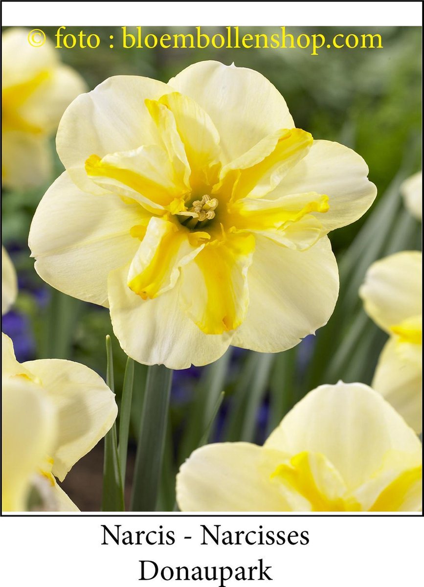 narcis Donaupark 15 bollen maat 14/16