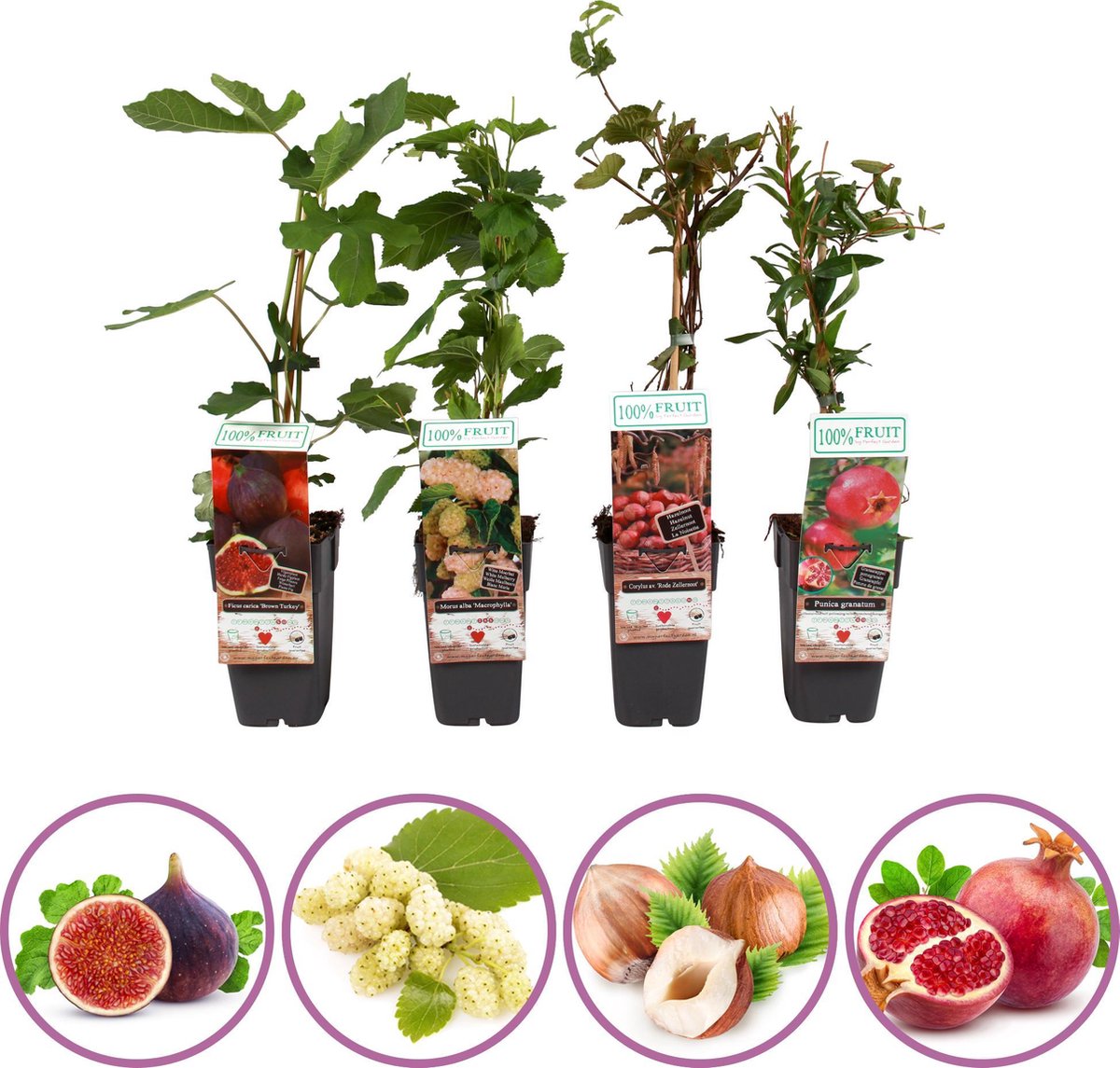 Boskoopse Fruitbomen Exclusieve fruitplanten mix set van 4 fruitplanten: vijg witte moerbei hazelnoot granaatappel hoogte 50-60 cm