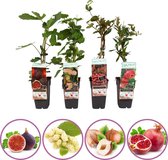Exclusieve fruitplanten mix - set van 4 fruitplanten: vijg, witte moerbei, hazelnoot, granaatappel - hoogte 50-60 cm