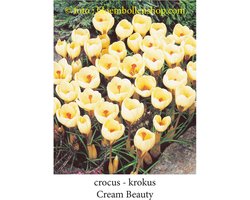 krokus - crocus Cream Beauty 50 bollen maat 5/7