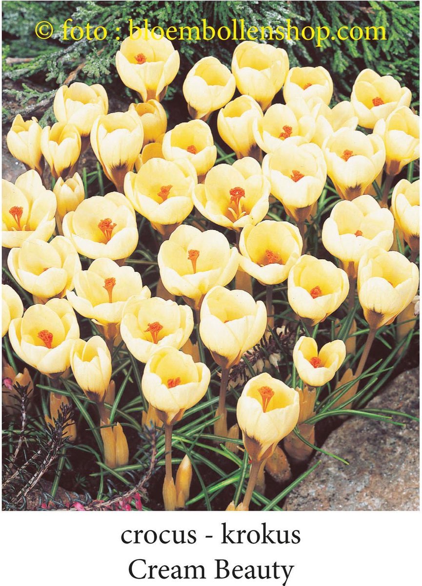 krokus - crocus Cream Beauty 50 bollen maat 5/7