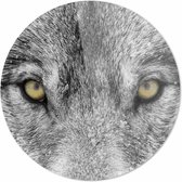 Wolf close-up| 80 x 80 CM | Dieren op plexiglas | Wanddecoratie | Dieren Schilderij | 5 mm dik Plexiglas muurcirckel