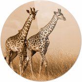 Giraffe| 120 x 120 CM | Dieren op plexiglas | Wanddecoratie | Dieren Schilderij | 5 mm dik Plexiglas muurcirckel