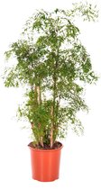 Polyscias Balfouriana