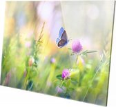 Kleurrijke vlinder  | 90 x 60 CM | Wanddecoratie | Dieren op plexiglas | Schilderij | Plexiglas | Schilderij op plexiglas