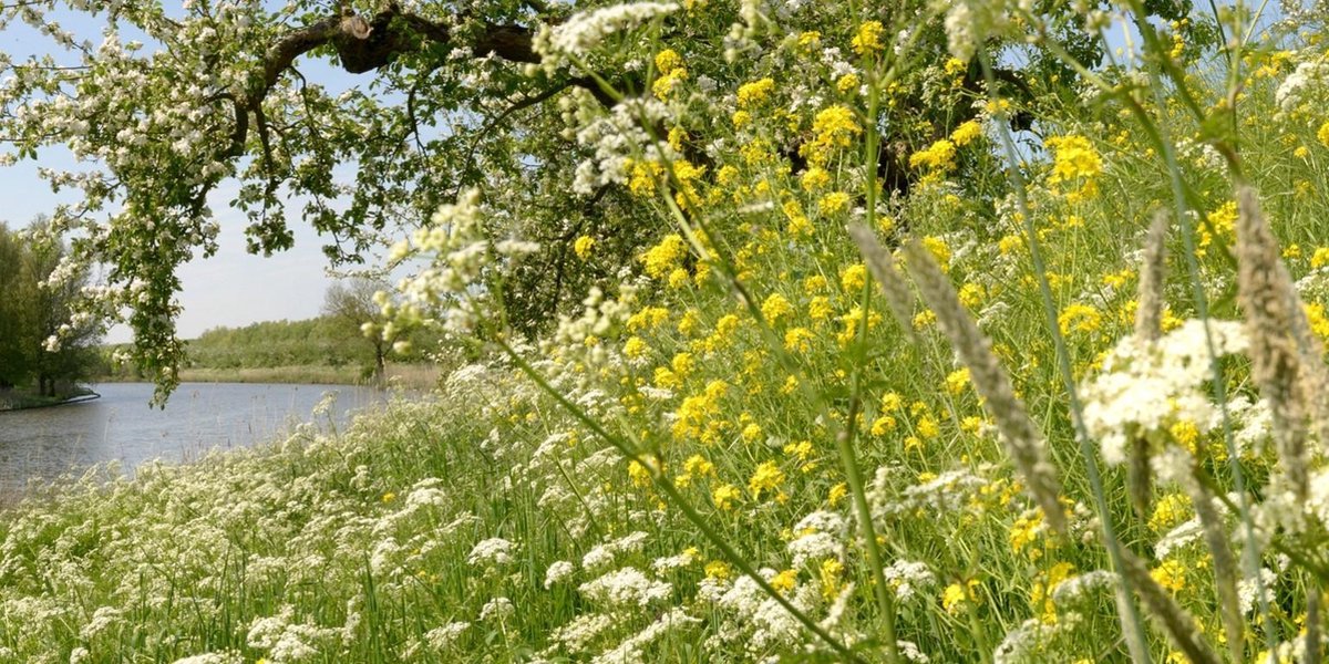 Fotobehang Appeldijkje Betuwe 250 x 260 cm - € 175,--
