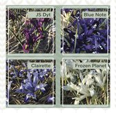 Bloembol Iris reticulata Mix - 160 bollen - maat 6+ - cadeau