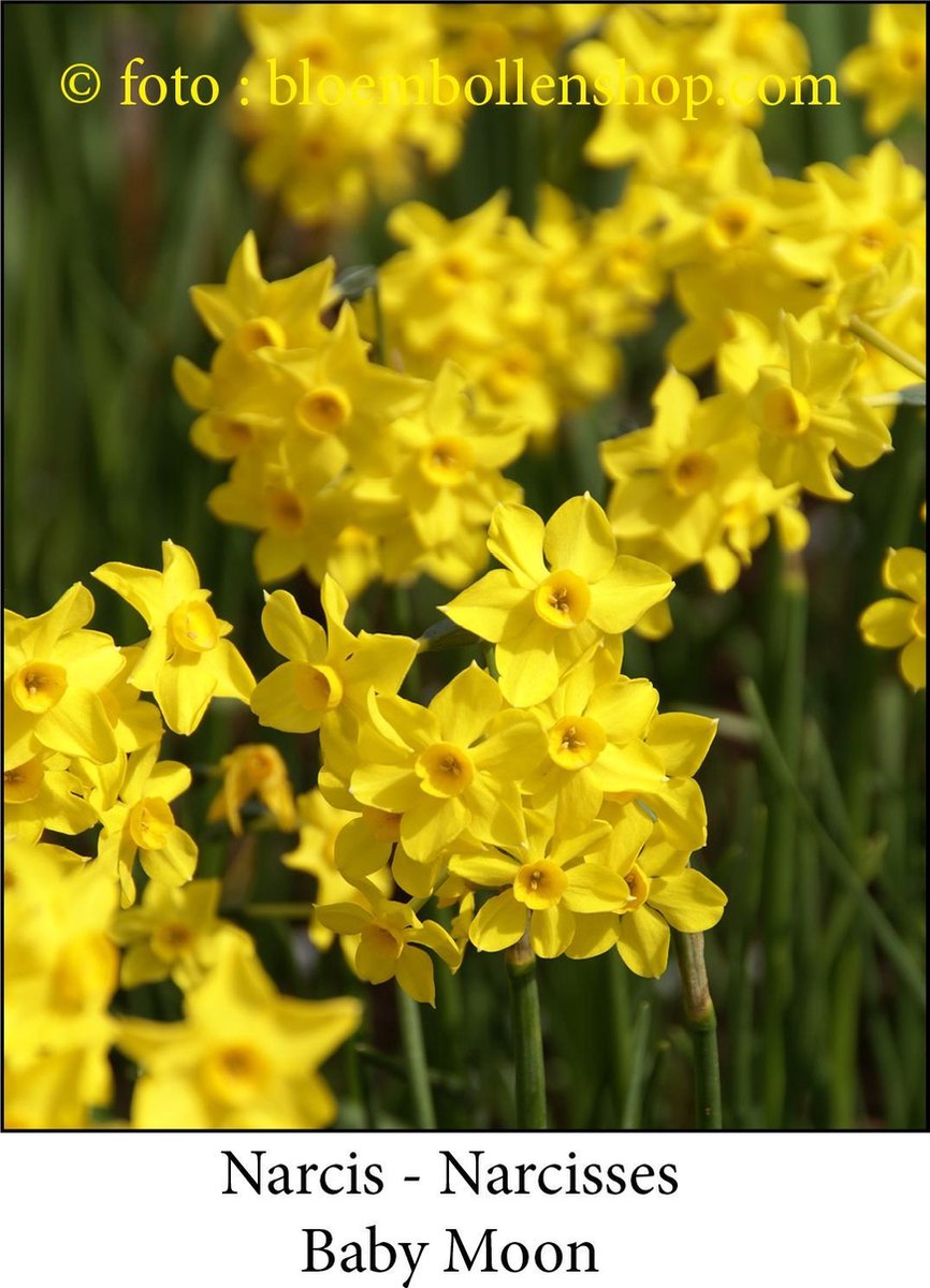 narcis Baby Moon 30 stuks 12/14 botanische narcis