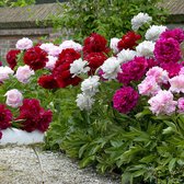 4x Paeonia Mix - Pioenrozen - Roze rood wit - Kale wortels - 4 stuks