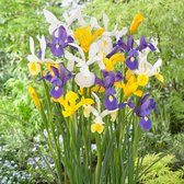 50x Iris hollandica - Mix Hollandse Dwergirissen - Gemengde kleuren - 50 bloembollen Ø 6-7cm