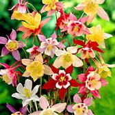 5x Aquilegia - Akelei - Gemengde kleuren - Kale wortels - 5 stuks