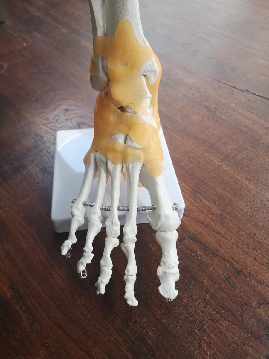 Anatomie skelet voet anatomisch model