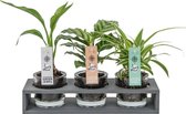 Decoratieve kamerplanten mini Soil Jewel | Triple Case