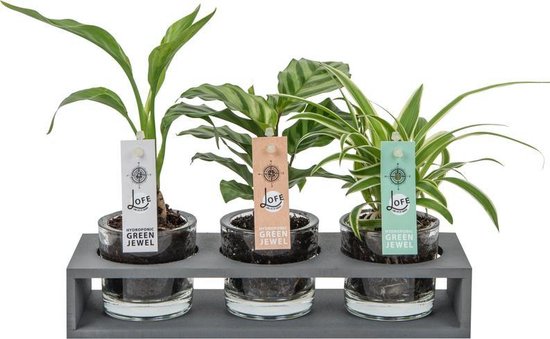 Dosering vermogen Toepassing Decoratieve kamerplanten mini Soil Jewel | Triple Case | bol.com