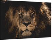 Leeuw op zwarte achtergrond - Foto op Canvas - 150 x 100 cm