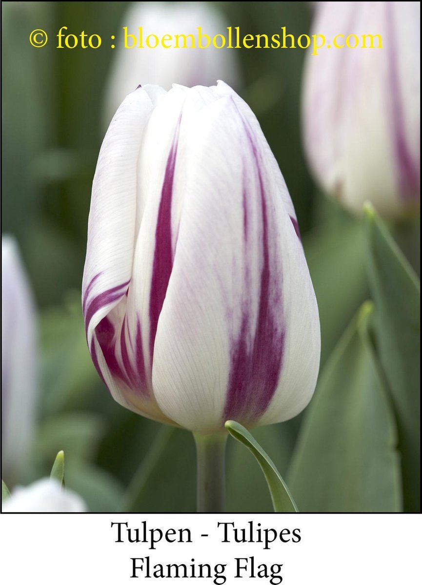 tulp Flaming Flag 25 bollen maat 12/+ tulpen bloembollen