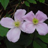 Clematis Montana 'Fragrant Spring' - Bosrank 50-60 cm in pot