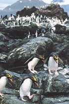 Crested Penguins Blank Book Lined Journal (4x6)