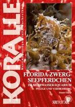 Art für Art - Florida-Zwergseepferdchen im Meerwasseraquarium