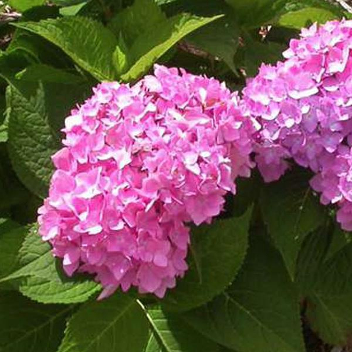 Hydrangea macrophylla 'Endless Summer' - Hortensia 25-30 cm in pot