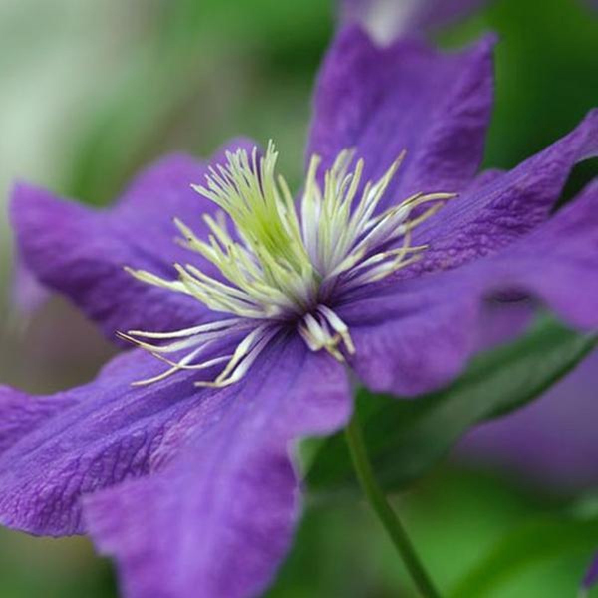 Клематис рапсодия Clematis Rhapsody