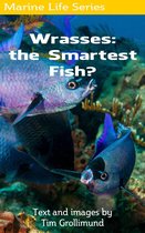 Marine Life - Wrasses: the Smartest Fish?