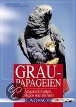 Graupapageien