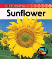 Life Cycle of a Sunflower