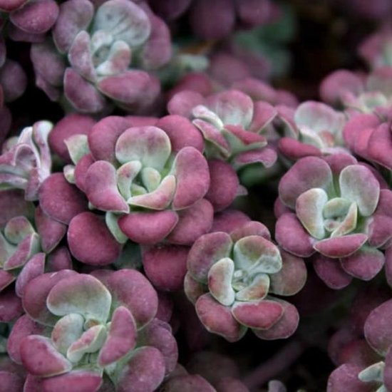 6 x Sedum Spathulifolium 'Purpureum ' - Vetkruid pot 9x9cm