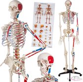 tectake - Skelet anatomie medisch model - 180cm + Anatomie poster - spier- en botmarkering - 400963
