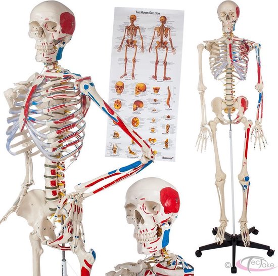 tectake - Skelet anatomie medisch model - 180cm + Anatomie poster - spier-  en... | bol.com