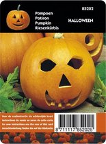 Buzzy® Starterkit Pompoen Halloween