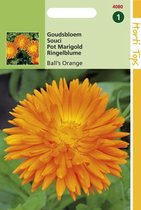 Hortitops Zaden - Calendula officinalis Dubbelbl. Ball's Oranje