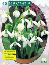 2 stuks Baltus Galanthus, Wit per 40