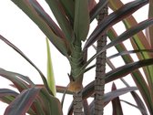Europalms kunstplant - Dracaena - groen-rood - 180cm