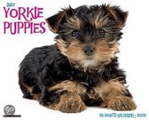 Just Yorkie Puppies Calendar