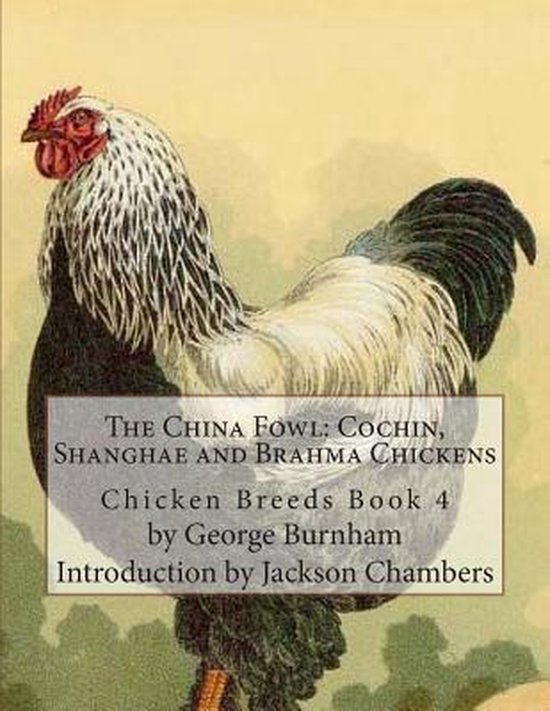 Chicken Breeds-The China Fowl