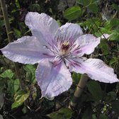 2 stuks - Klimplant - Clematis "Hagley Hybrid" - Rose - Hoogte 65cm - Doorsnede pot 15cm