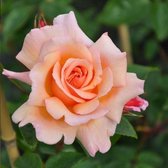 Compassion (Klimroos) - Roze, doorbloeiende Klimroos (na de bloei nog een 2e bloei) - Meerjarig en Winterharde Roos - Klimplant