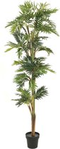 EUROPALMS Parlor palm - Kunstplant - 210cm