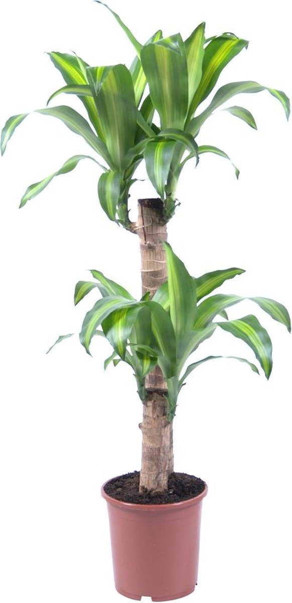 Dracaena fragrans massangeana 95cm