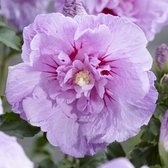 Hibiscus syriacus 'Lavender Chiffon' - Tuinhibiscus - Planthoogte: 40-50 cm - Pot Ø 19 cm (3 liter)