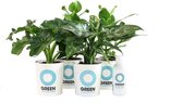 Ogreen Easy Care planten pakket - Luchtzuiverend - Set van 4 stuks - Planten gifts - Kamerplanten - Cadeau - Planten Voeding - Giftbox - Geschenkset